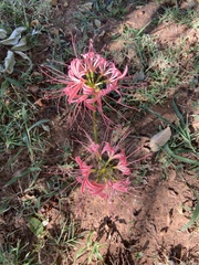 Lycoris radiata