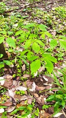 Cybistax antisyphilitica