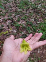 Cybistax antisyphilitica