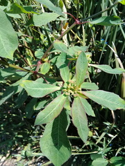 Euphorbia heterophylla
