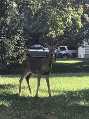 Odocoileus virginianus