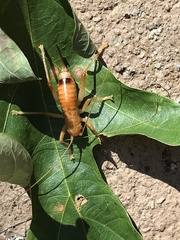 Camptonotus carolinensis