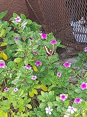 Heraclides andraemon