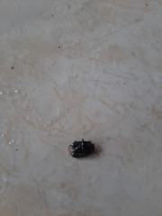 Pangaeus bilineatus