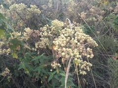 Montanoa tomentosa