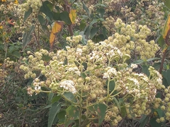 Montanoa tomentosa
