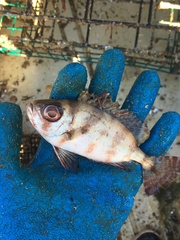 Heteropriacanthus cruentatus