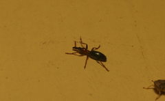Cylas formicarius