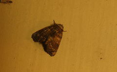 Chlumetia