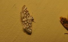 Elophila scitalis
