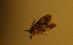 Miltochrista obsoleta