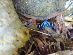 Agyrta