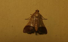 Pyralis subresectalis