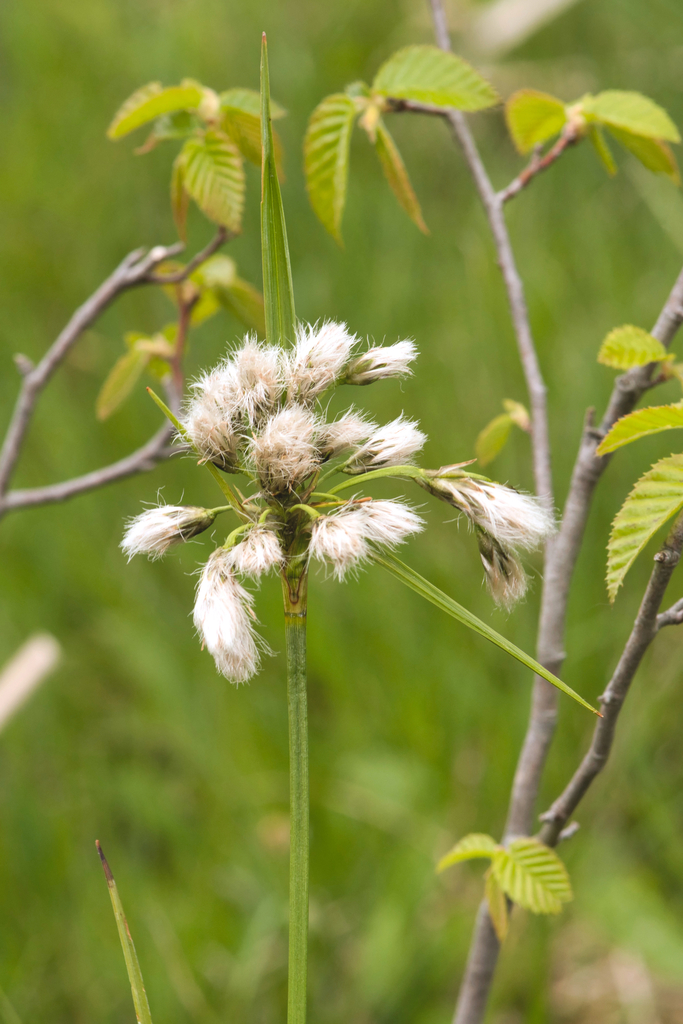 Thinleaf cottonsedge (Eriophorum viridicarinatum)