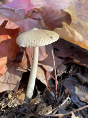 Amanita sinicoflava