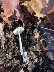 Amanita sinicoflava