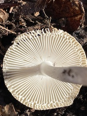 Amanita sinicoflava