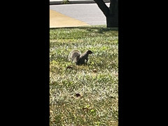 Sciurus carolinensis