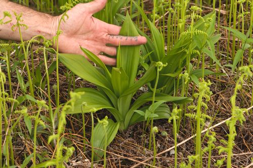 Slender bunchflower (Melanthium hybridum)