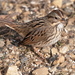 Lincoln's Sparrow - Photo (c) Kelly Colgan Azar, some rights reserved (CC BY-ND)