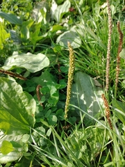 Plantago major