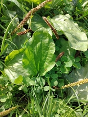 Plantago major