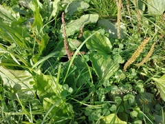 Plantago major