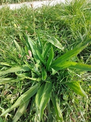 Plantago lanceolata