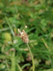 Plantago lanceolata