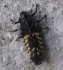 Harmonia axyridis
