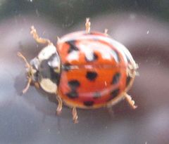 Harmonia axyridis
