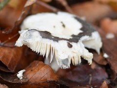 Russula parazurea