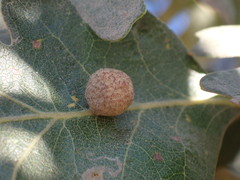 Cynips multipunctata