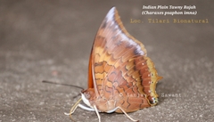 Charaxes psaphon imna