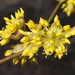 Cornus officinalis - Photo (c) Bob Gutowski, algunos derechos reservados (CC BY-NC-SA)