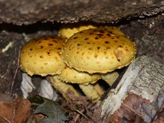 Pholiota adiposa
