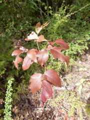 Toxicodendron radicans negundo