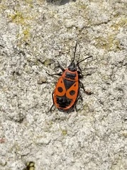 Pyrrhocoris apterus