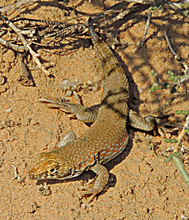 Schmidt's Fringe-fingered Lizard (Acanthodactylus schmidti