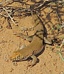 Schmidt's Fringe-Toed Lizard photo 4