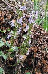 Campanula versicolor