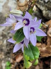Campanula versicolor