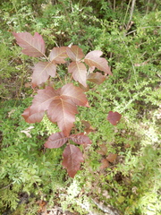Toxicodendron radicans negundo