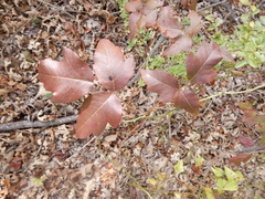 Toxicodendron radicans negundo