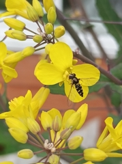 Allograpta hortensis
