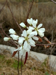 Amelanchier interior