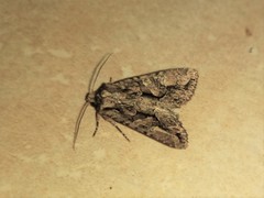 Dryobotodes tenebrosa