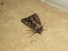 Dryobotodes tenebrosa