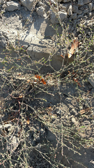 Polygonum equisetiforme