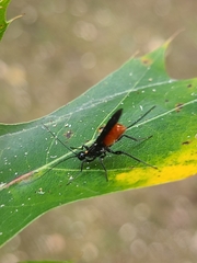 Atanycolus cappaerti